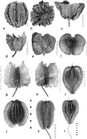 Image result for Achariaceae