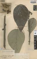 Image result for Caloncoba