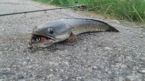 Sesuai permintaan subscriber kali ini saya akan bahas makanan yang biasa saya kasih untuk ikan channa atau gabus hias saya. Teknik Memancing Ikan Haruan Secara Casting Panduan Lengkap