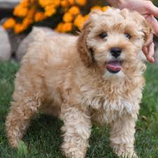 Illinois puppy breeders and illinois puppies for sale, k9stud has them all. Plymouth Cockapoo Puppy 655483 Puppyspot