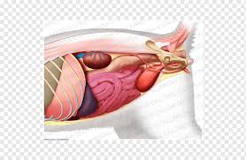 Anatomical images of the gastric anatomy, from the serous membrane to the gastric mucosa, with a diagram of the histology of the . Abdominal Cavity Png Images Pngwing