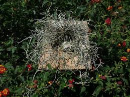 Image result for Stolzia kalkhof-roseae