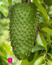 Image result for Annona muricata