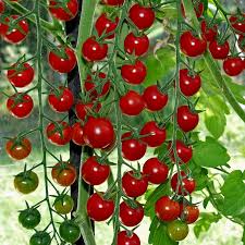 Super sweet 100 is a true cherry tomato. Supersweet 100 Tomato Seeds Price 1 85