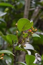 Image result for Rourea coccinea