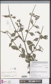 Image result for Hyptis lanceolata