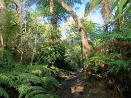 Foret Bebour