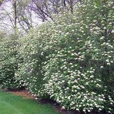 Viburnum Lantana Mohican Mohican Viburnum From Midwest Groundcovers Shade Plants Viburnum Shade Garden
