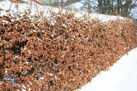 Image result for Živý plot z habru