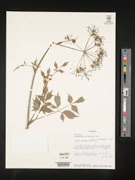 Image result for Afroligusticum