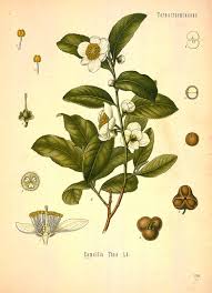 Image result for Camellia sinensis
