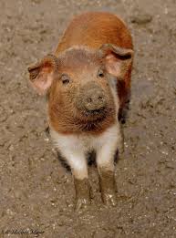 Team gb head into the final day of the tokyo olympics with an impressive 20 gold medals in the bag. Husumer Protestschwein Ferkel Foto Bild Tiere Zoo Wildpark Falknerei Saugetiere Bilder Auf Fotocommunity