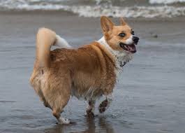 The corgi breed has gained fame as the favorite breed of queen elizabeth ii. Pin On Skeeter Butt