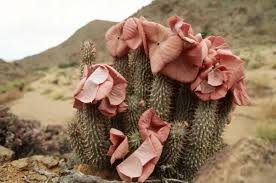 Image result for Hoodia