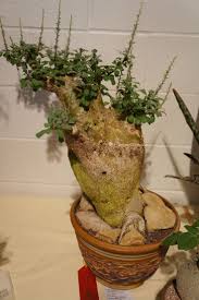Image result for Sesamothamnus lugardii