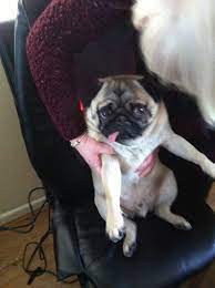 We also offer chiropractic adjustments and acupuncture. Holistic Veterinary Care Lamb Kim Dvm Edukasi News