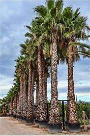 Image result for Washingtonia robusta