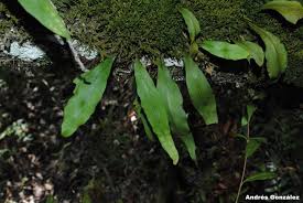 Image result for Pleopeltis macrocarpa
