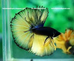 Pin On Betta Fish I Want