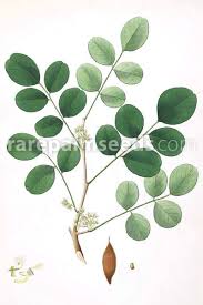 Image result for Dalbergia