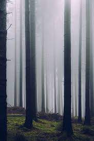 Moody Forest Edited With Northlandscapes Signature Lightroom Presets For Dark And Moody Landscape Dark Landscape Moody Landscape Landscape Photography Nature