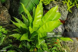 Image result for Aspleniaceae