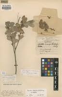 Image result for Humularia