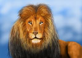 Learn to draw a lion head. Learn How To Draw A Lion S Face Big Cats Step By Step Drawing Tutorials