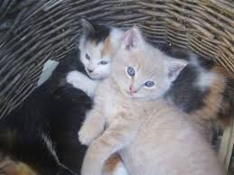 Beautiful kittens full of personality and love. Free 3 Cute Kittens To Good Home For Sale In Oakville Manitoba Nice Pets Online