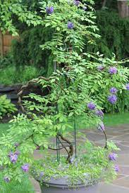 When selecting which wisteria type to grow in your garden you'll have a choice between asian wisterias and american wisterias. Pin By Ivana On Flowers Dream Garden Landscape Small Yard Landscaping Dream Garden