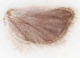 Image result for Cydia microgrammana