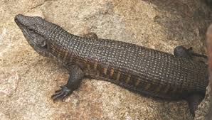 Yes, lizards love to eat butterflies. Giant Plated Lizard Sanbi