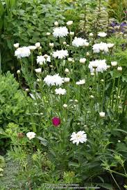 Let us ensure your flower delivery whether you are in slidell or the surrounding areas. Photo Of The Entire Plant Of Shasta Daisy Leucanthemum X Superbum Crazy Daisy Posted By Treehugger Garden Org