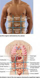 Maybe you would like to learn more about one of these? 1 6 Many Internal Organs Lie In Membrane Lined Body Cavities Human Anatomy And Physiolo Human Anatomy And Physiology Medical Assistant Student Medical Anatomy