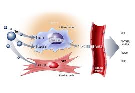 N involvement of the myocardium has been reported in 1 to 5 % of patients with acute viral infections. Myocarditis Biomarker Predicts Severity Mayo Clinic