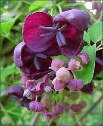 Long spikes of blooms stand out from the foliage and then give way to garden maintenance purple flowers garden borders perennials hyacinth bean vine vines seed pods floral color zinnias. Grobe S Nursery And Garden Centre Newest Vines