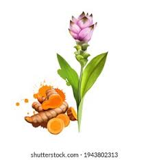 Image result for Pimpinella alismatifolia