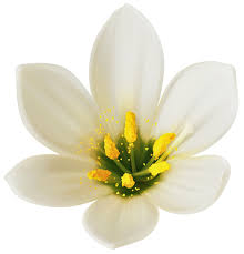 White Flower Png Clipart Image White Flower Png Clip Art White Flowers