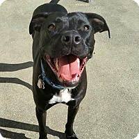 Pin On The Beautiful Pitbull