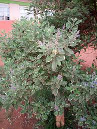 Image result for Parquetina calophylla