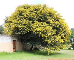 Image result for Acacia karroo