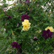 Maybe you would like to learn more about one of these? Clematis Star Of India In The Clematis Database Garden Org