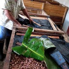 Les Feves De Cacao Fraichement Recoltees Fermentent Dans Des Caisses En Bois Enveloppees Dans Des Feuilles De Bananiers Kaoka Fer In 2020 Plant Leaves Plants Leaves