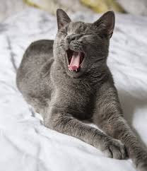 Versuche zum beispiel eine wärmflasche im bett zu platzieren, bevor du ins bett gehst und entferne sie wieder, wenn du im bett. Katze Soll Im Bett Schlafen 7 Schritte Zur Schmusekatze Neu Deine Katze Und Du