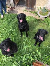 The golden retriever is a sturdy, muscular dog of medium size, famous for the dense, lustrous coat of gold that gives the breed its name. From The Left To The Right There Is Hugo Labrador Mix With Golden Retriever And Jaz Labrador They Are My Fathers Dogs And On The Right The Latest Addition To The Family