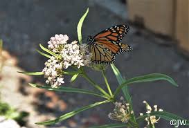 Asclepias Fascicularis California Flora Nursery