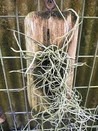 Image result for Microcoelia globulosa