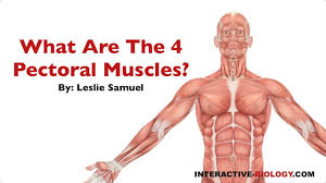 Greater breastplate minor breastplate previous serratile subclavian. 081 What Are The Four Pectoral Muscles Youtube