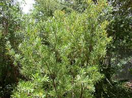 Image result for Suriana maritima