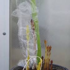 Take cuttings from the existing ground cover. Isolation Of Orobanche Cumana Plants With Microperforated Plastic Bags Download Scientific Diagram